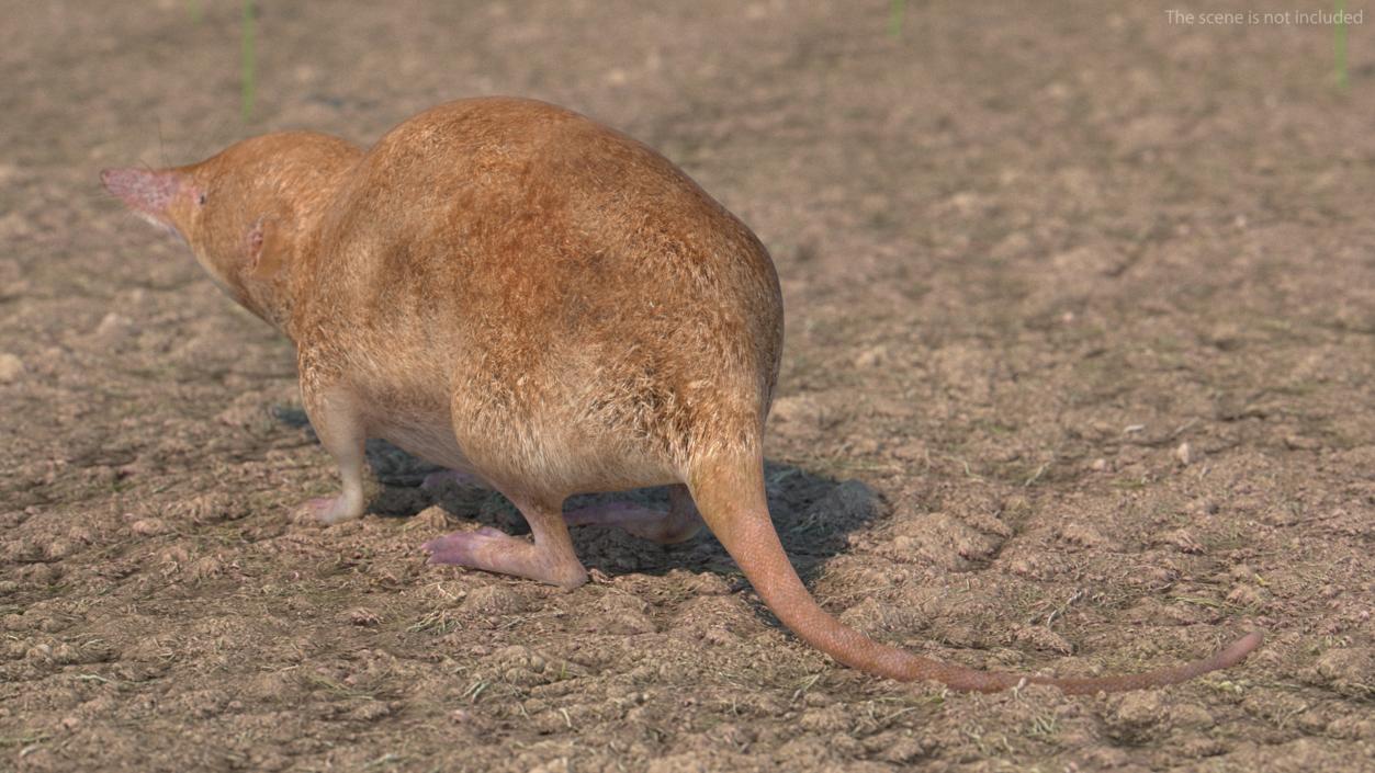 Mole-like Mammal Shrew Rigged 3D model