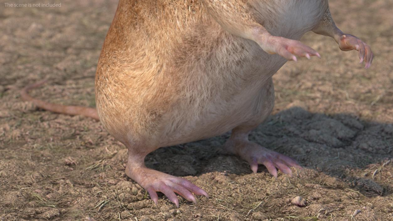 Mole-like Mammal Shrew Rigged 3D model