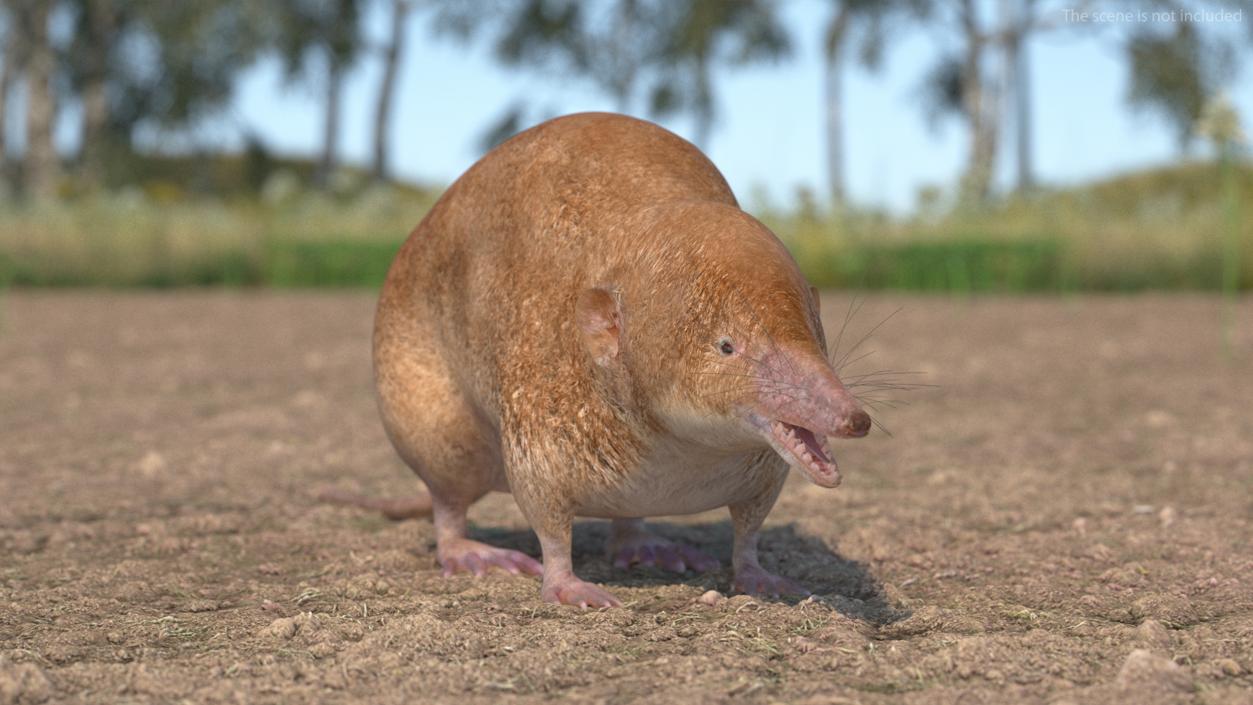 Mole-like Mammal Shrew Rigged 3D model