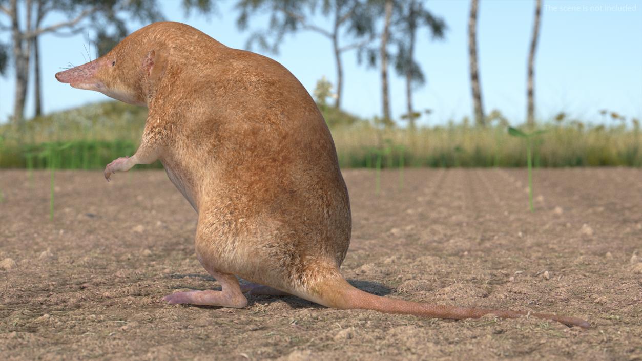 Mole-like Mammal Shrew Rigged 3D model