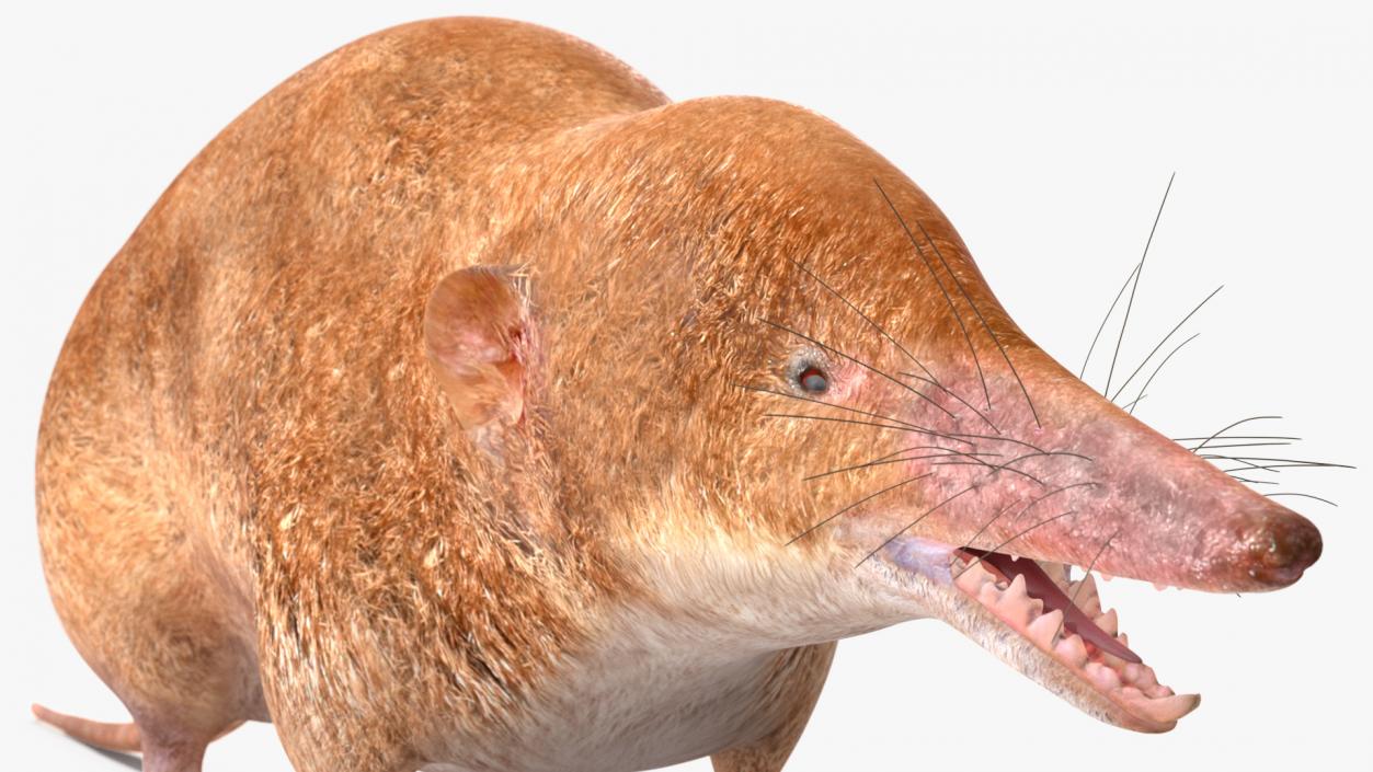 Mole-like Mammal Shrew Rigged 3D model