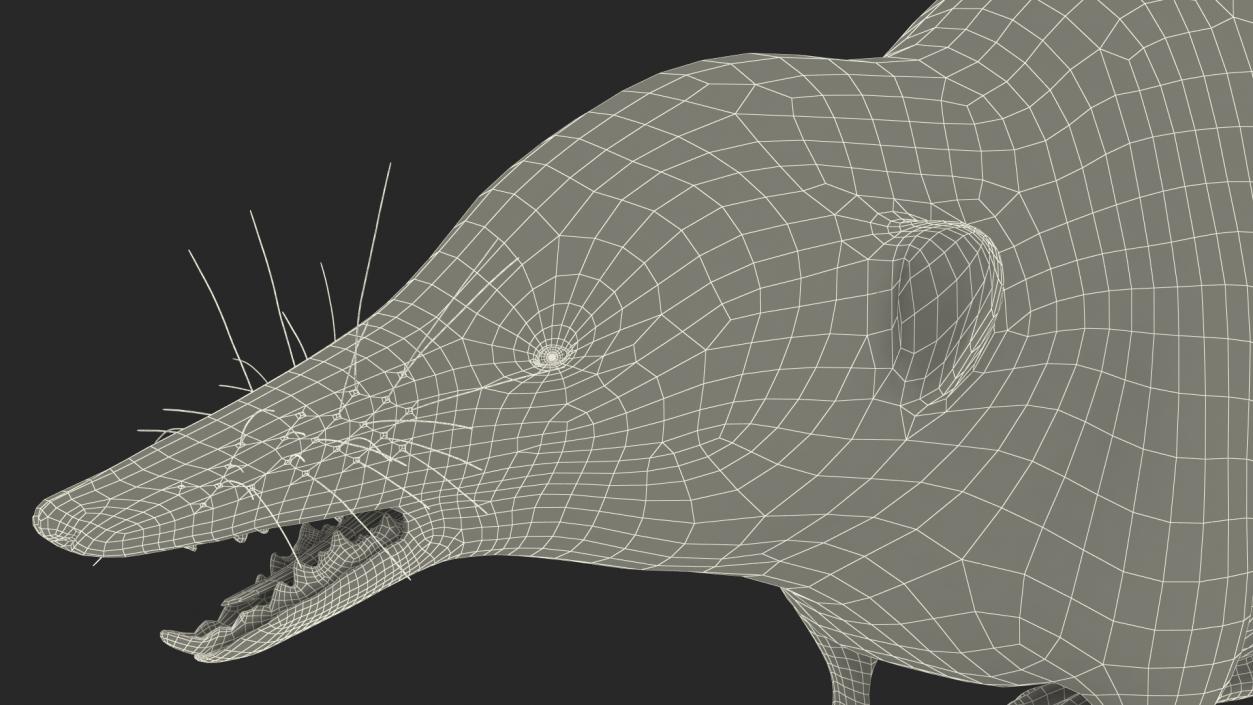 Mole-like Mammal Shrew Rigged 3D model