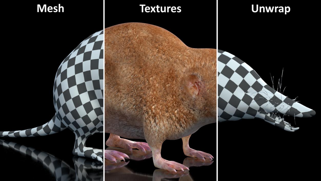 Mole-like Mammal Shrew Rigged 3D model