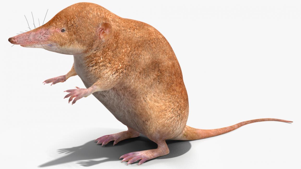 Mole-like Mammal Shrew Rigged 3D model