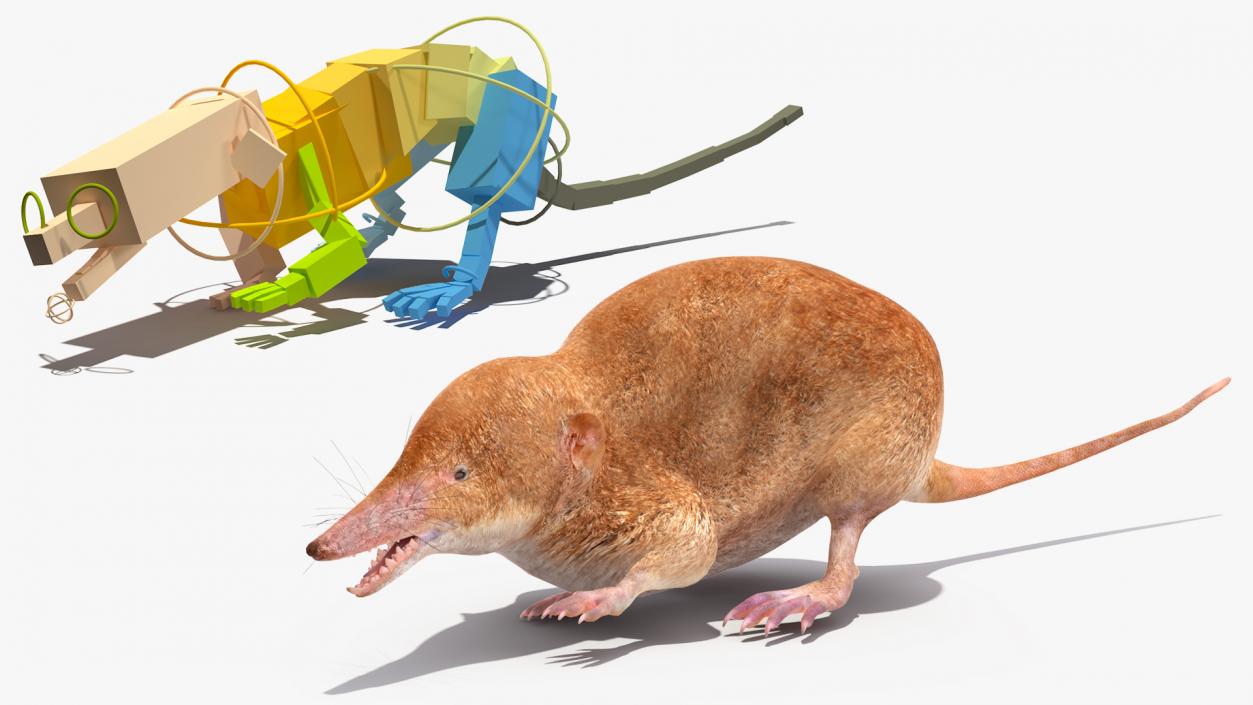 Mole-like Mammal Shrew Rigged 3D model