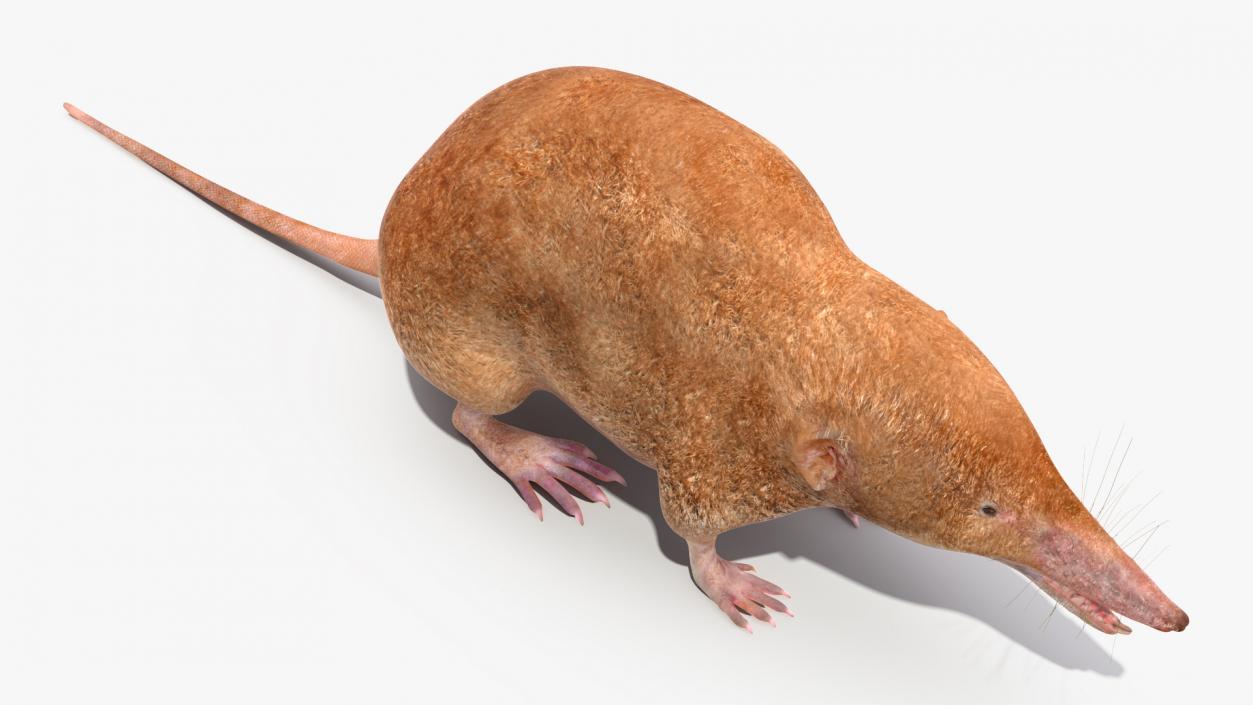 Mole-like Mammal Shrew Rigged 3D model