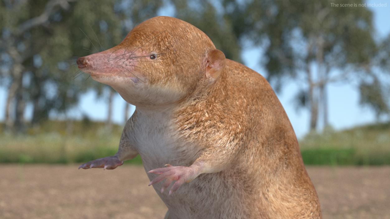 Mole-like Mammal Shrew Rigged 3D model