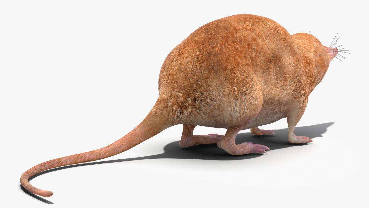 Mole-like Mammal Shrew Rigged 3D model