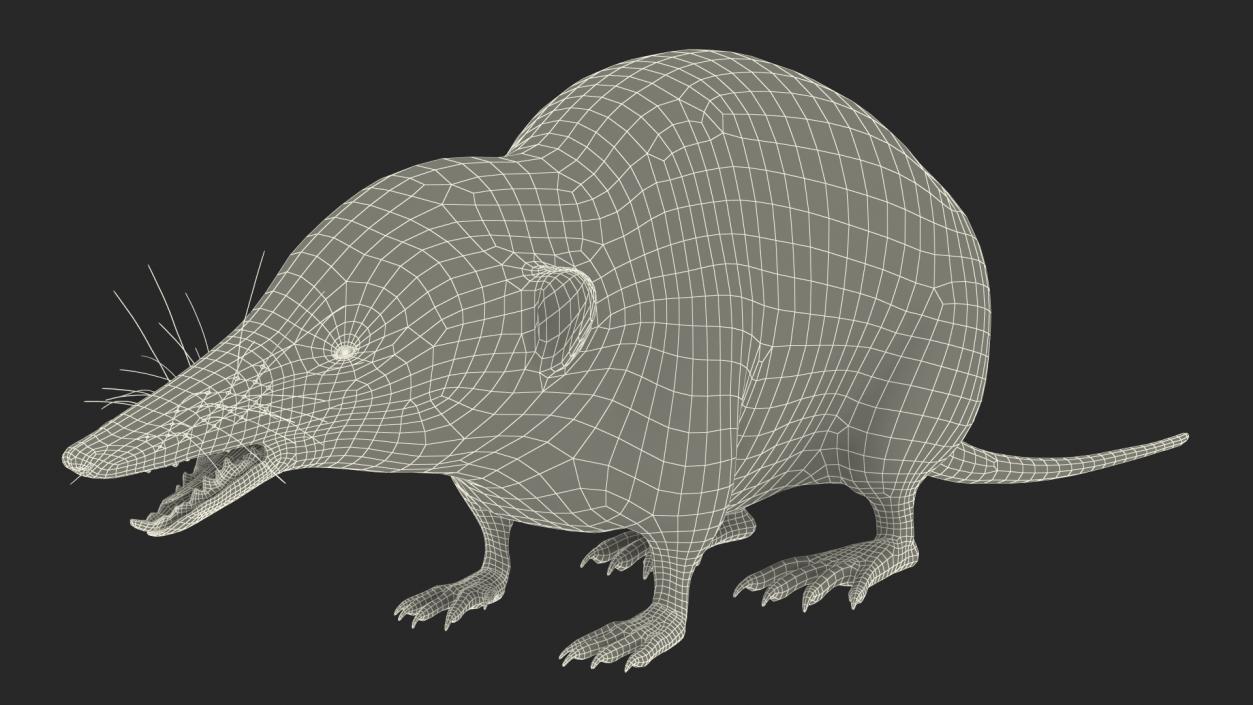 Mole-like Mammal Shrew Rigged 3D model