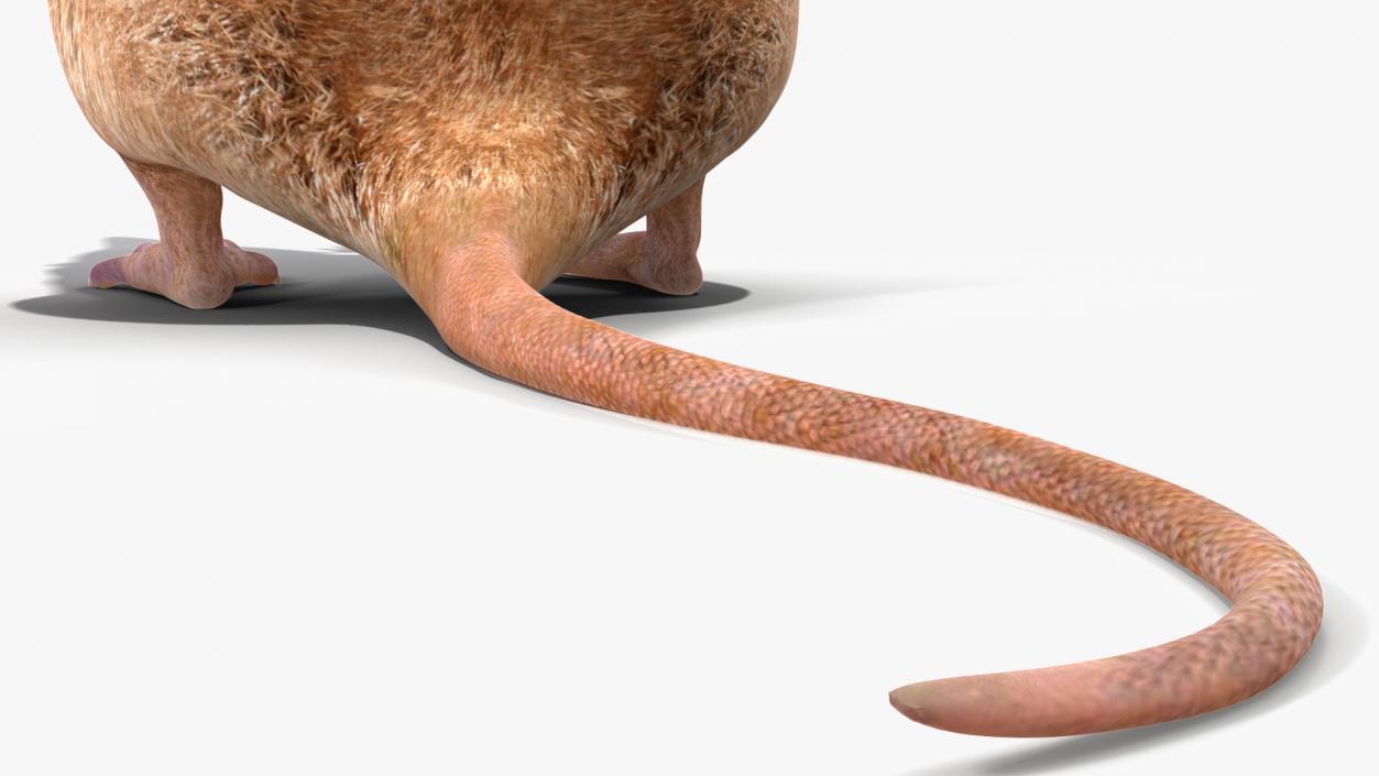 Mole-like Mammal Shrew Rigged 3D model