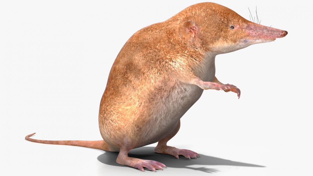 Mole-like Mammal Shrew Rigged 3D model