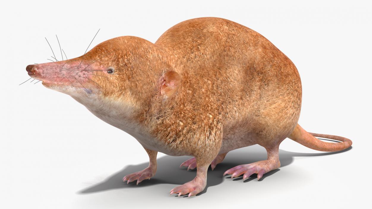 Mole-like Mammal Shrew Rigged 3D model