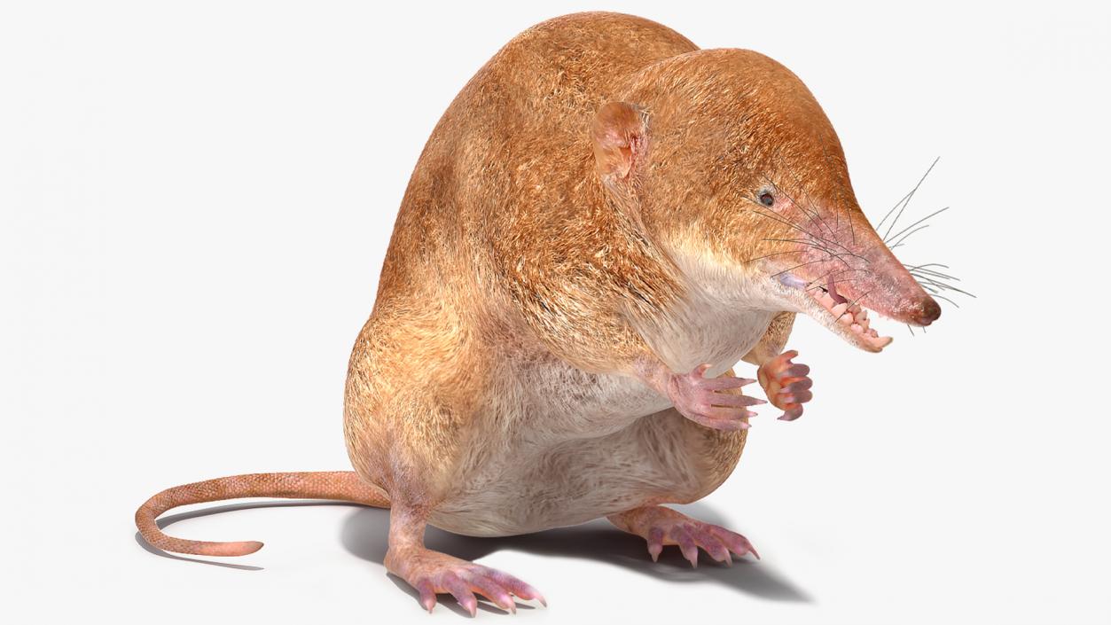 Mole-like Mammal Shrew Rigged 3D model