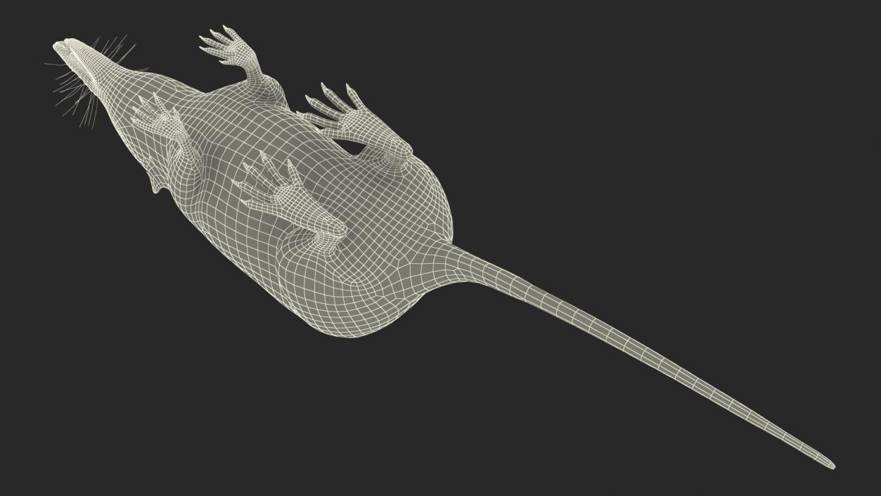 Mole-like Mammal Shrew Rigged 3D model