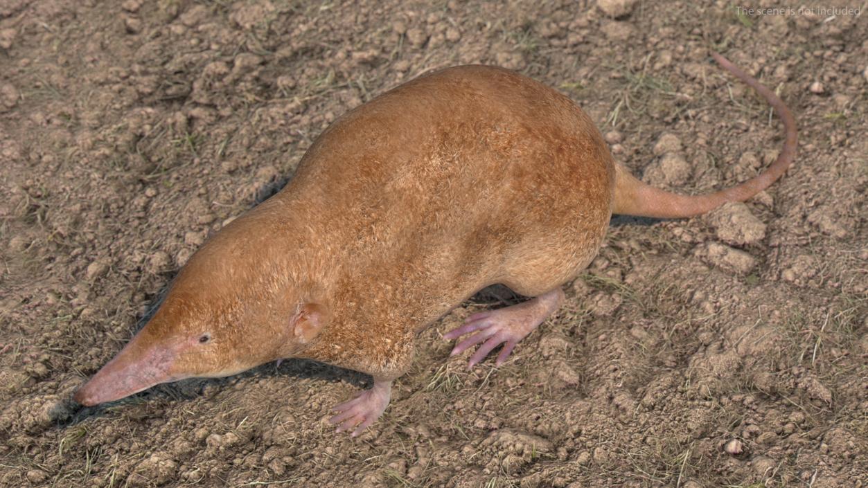 Mole-like Mammal Shrew Rigged 3D model