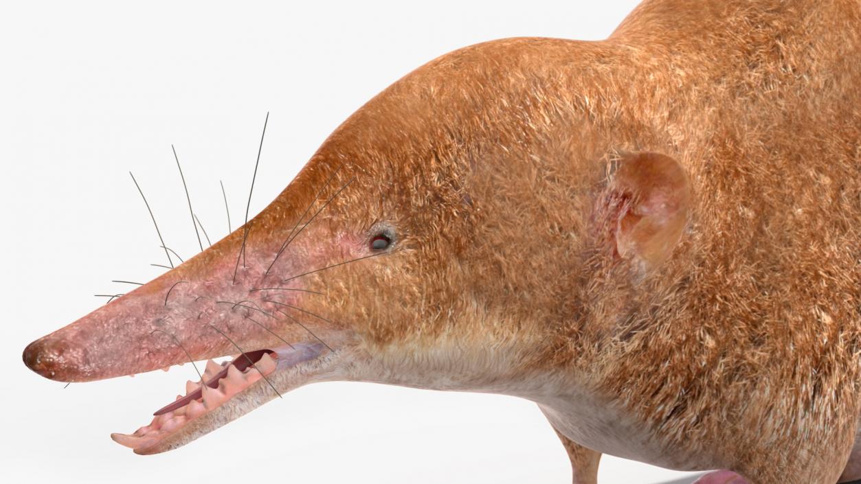 Mole-like Mammal Shrew Rigged 3D model