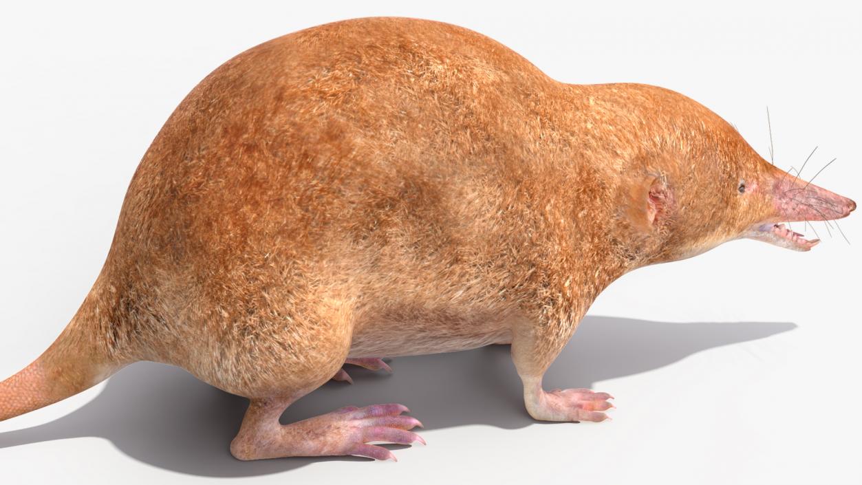 Mole-like Mammal Shrew Rigged 3D model