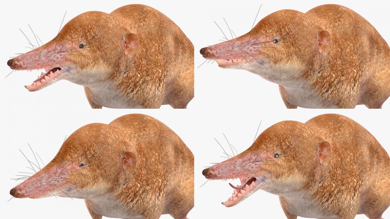 Mole-like Mammal Shrew Rigged 3D model