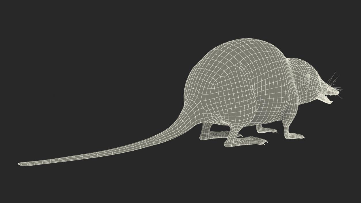 Mole-like Mammal Shrew Rigged 3D model