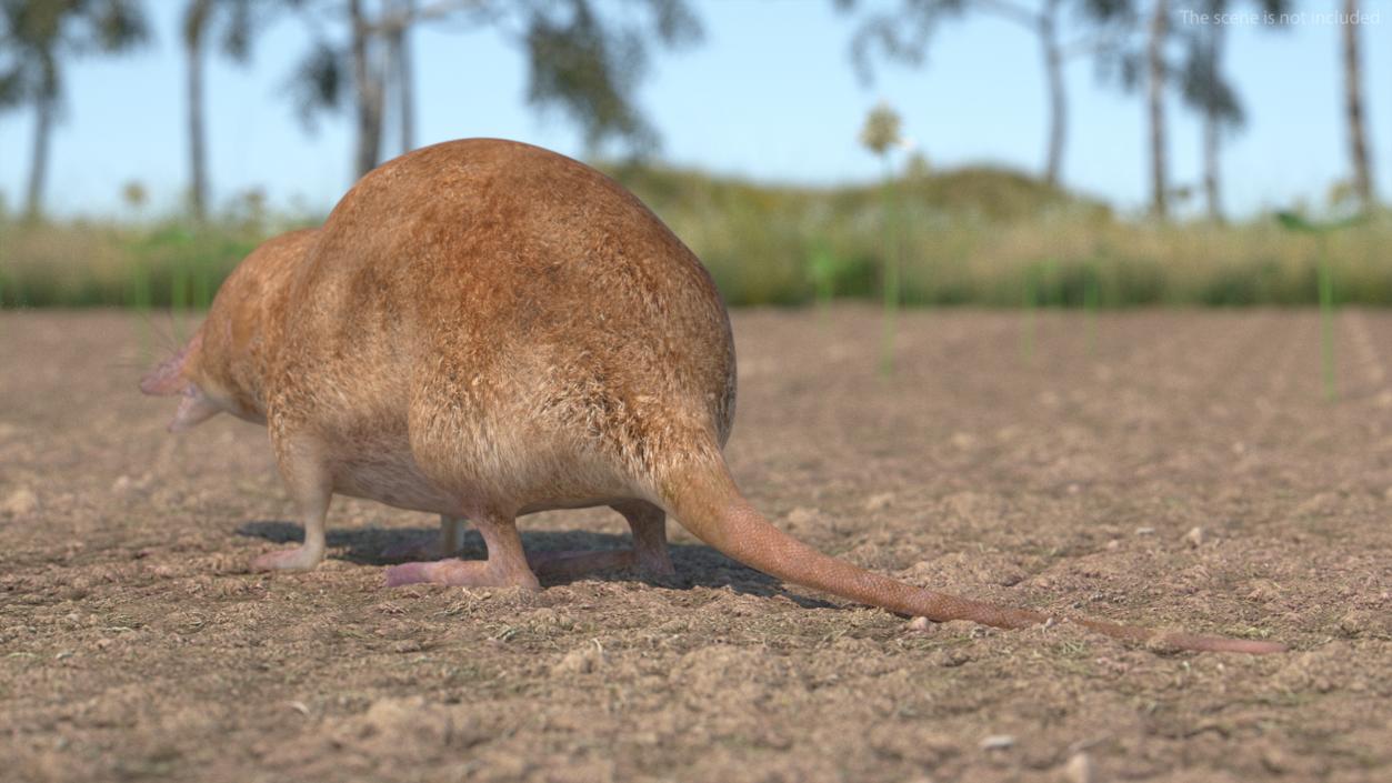 Mole-like Mammal Shrew Rigged 3D model