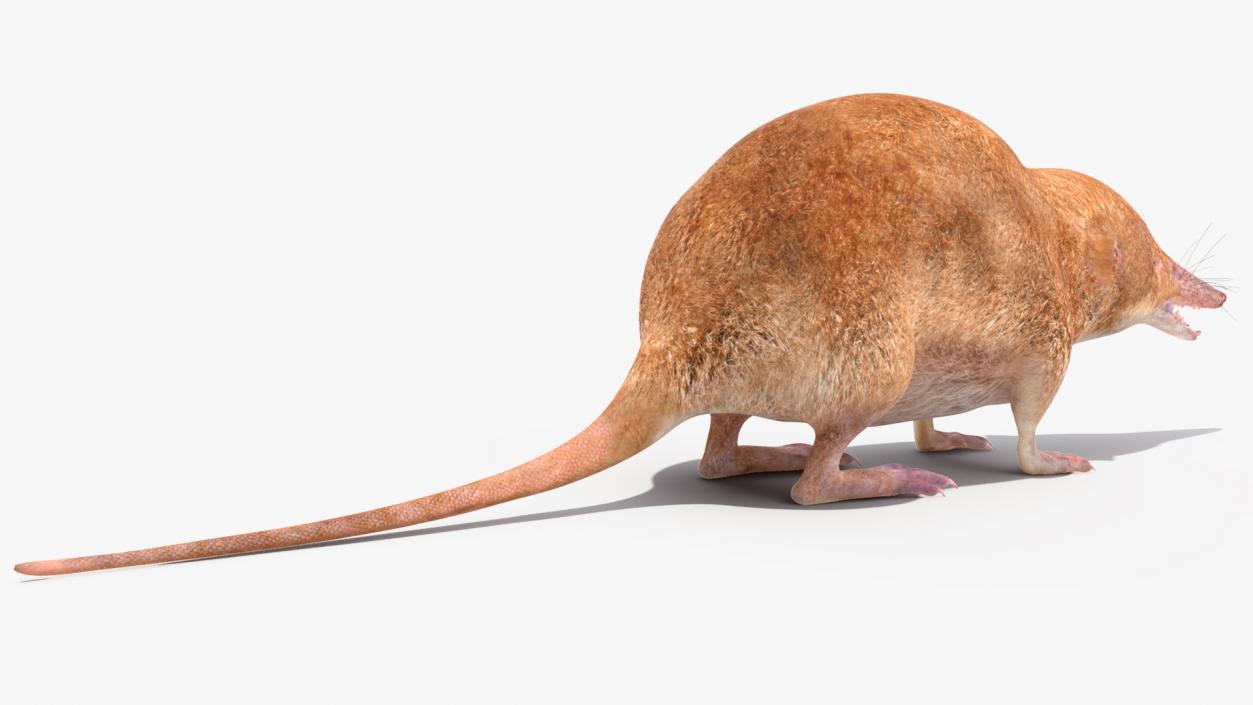 Mole-like Mammal Shrew Rigged 3D model