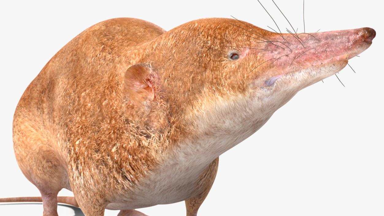 Mole-like Mammal Shrew Rigged 3D model