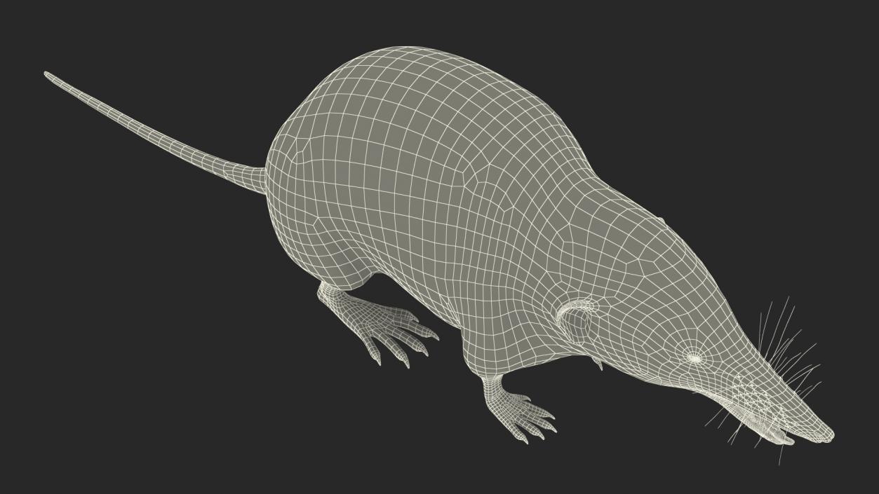 Mole-like Mammal Shrew Rigged 3D model