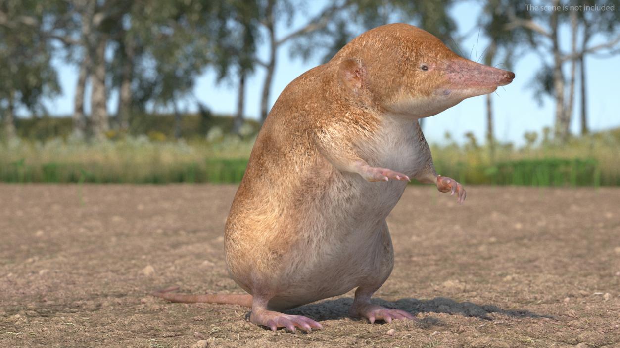 Mole-like Mammal Shrew Rigged 3D model