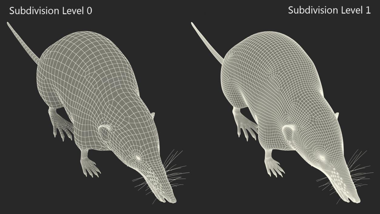 Mole-like Mammal Shrew Rigged 3D model