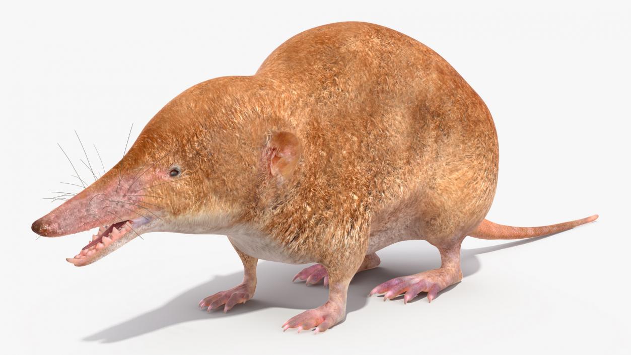 Mole-like Mammal Shrew Rigged 3D model