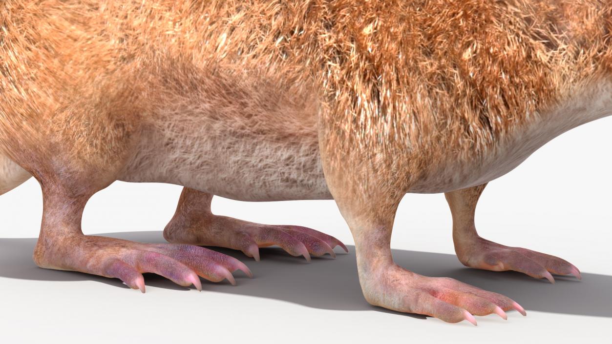 Mole-like Mammal Shrew Rigged 3D model