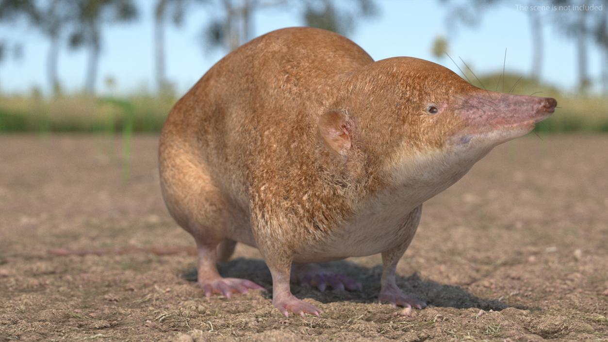 Mole-like Mammal Shrew Rigged 3D model