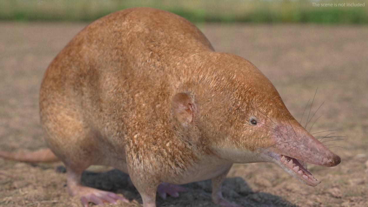 Mole-like Mammal Shrew Rigged 3D model