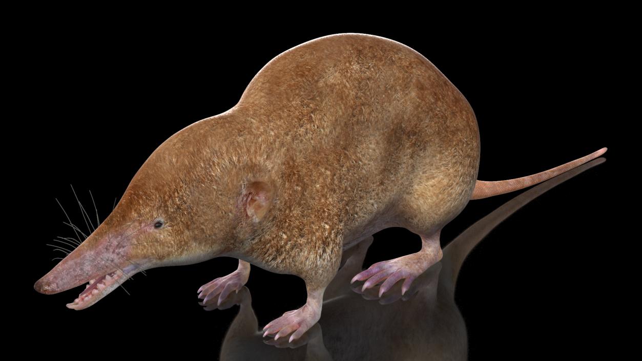 Mole-like Mammal Shrew Rigged 3D model