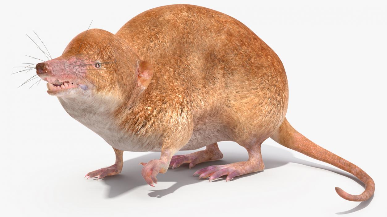 Mole-like Mammal Shrew Rigged 3D model