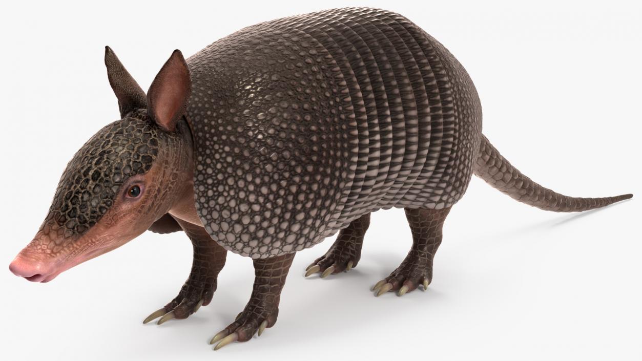 3D Armadillo Black Rigged for Maya 2 model