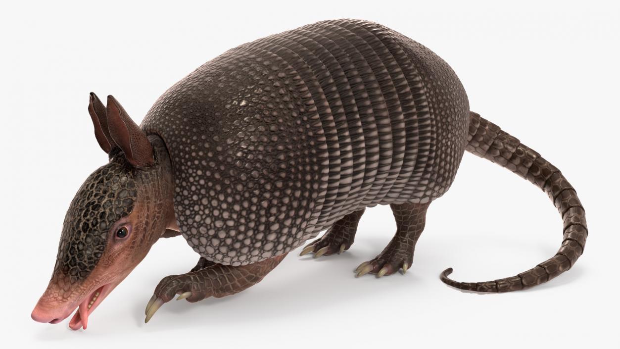 3D Armadillo Black Rigged for Maya 2 model