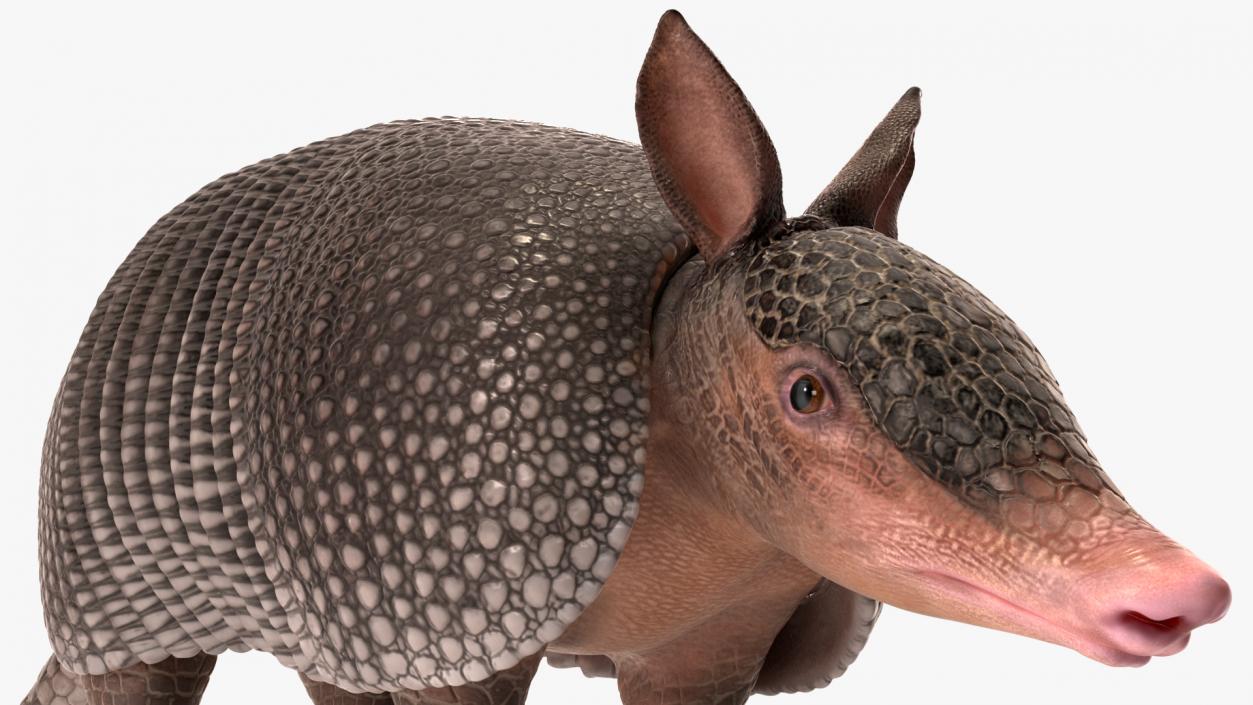 3D Armadillo Black Rigged for Maya 2 model