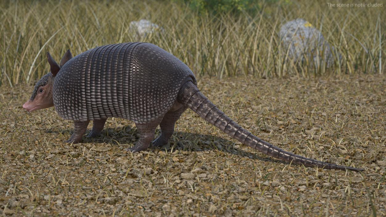 3D Armadillo Black Rigged for Maya 2 model