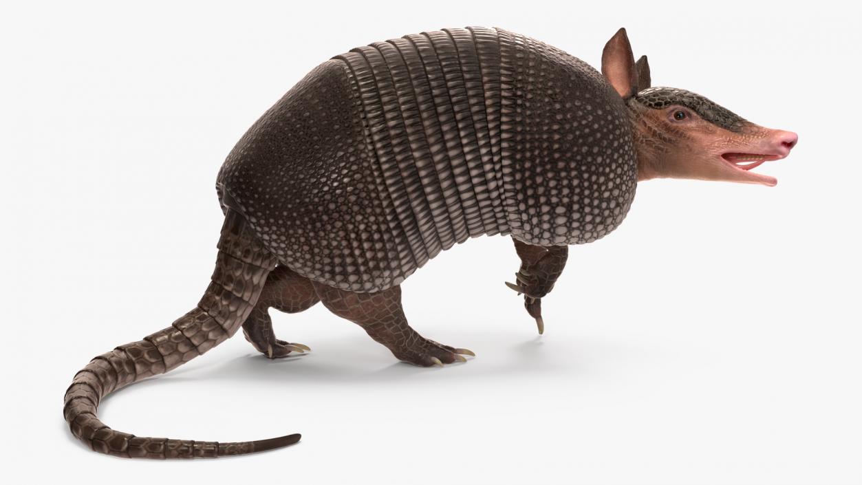 3D Armadillo Black Rigged for Maya 2 model