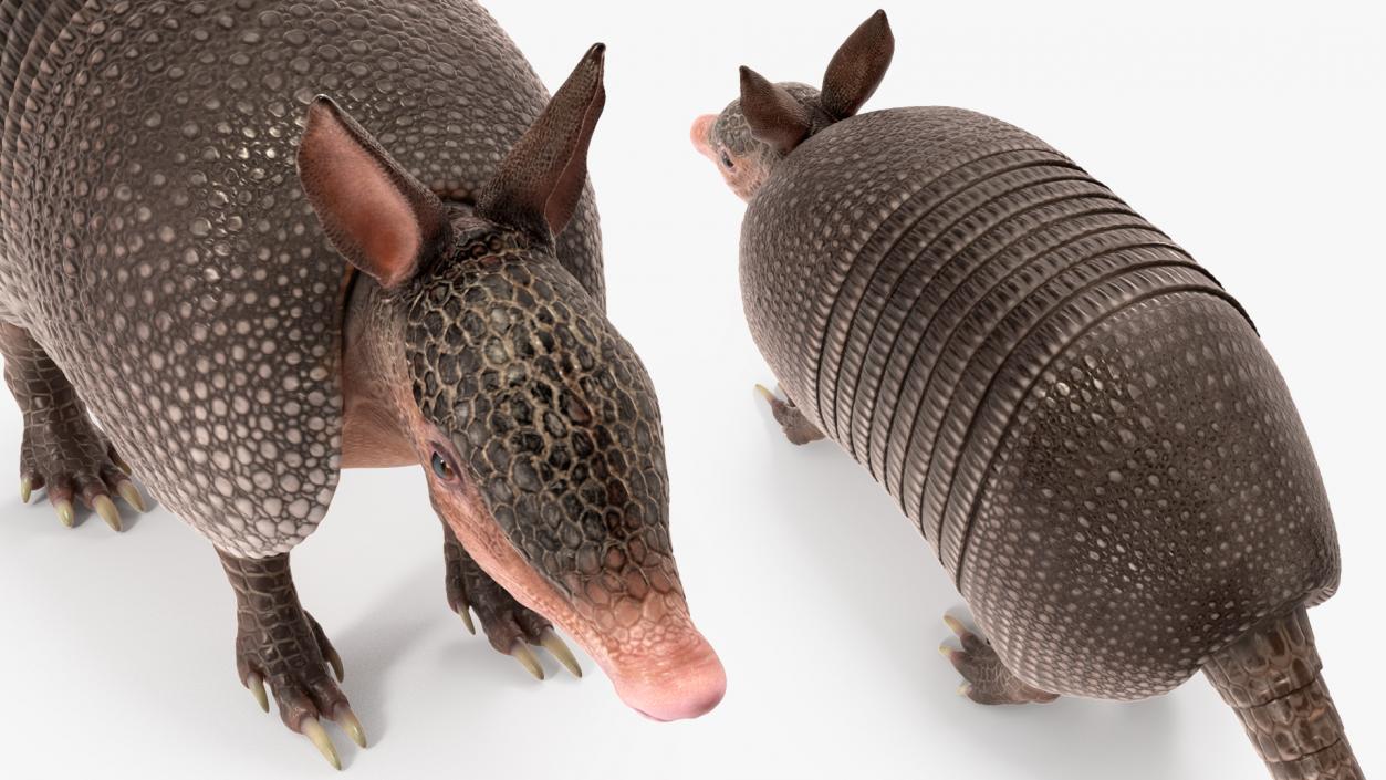 3D Armadillo Black Rigged for Maya 2 model