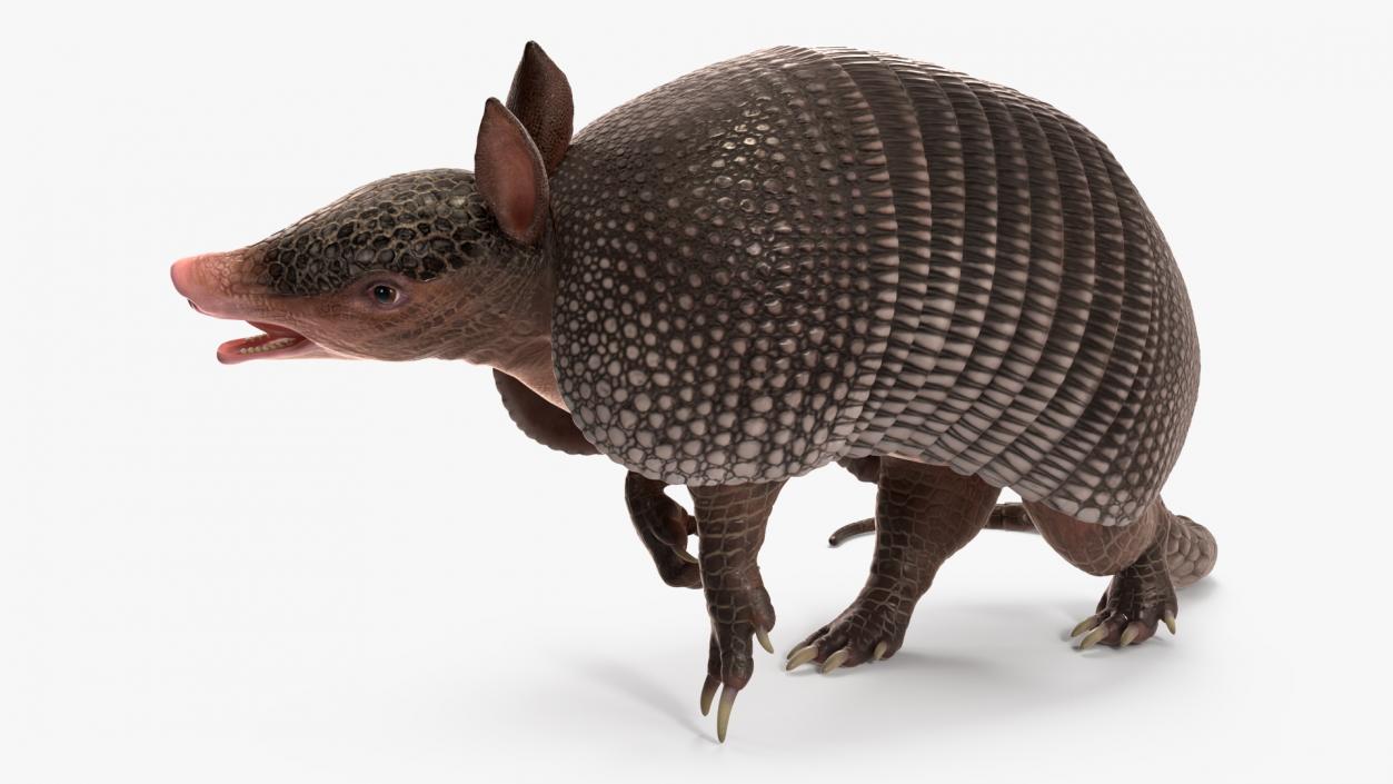 3D Armadillo Black Rigged for Maya 2 model