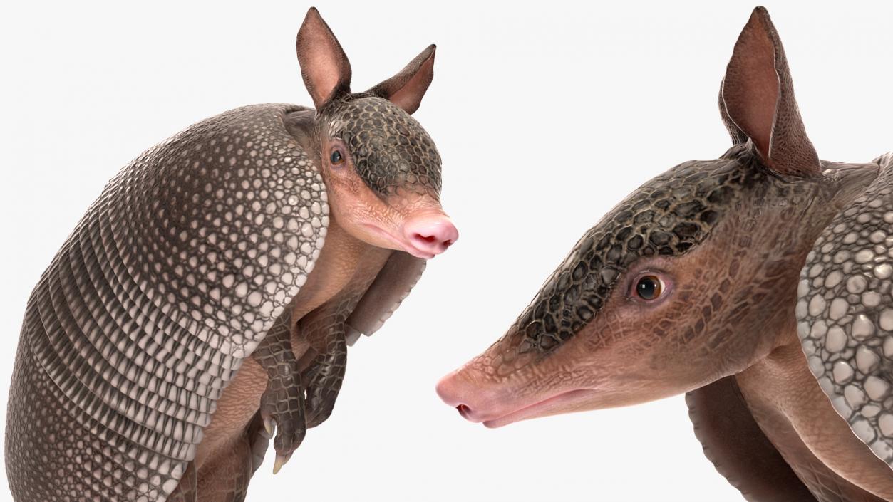 3D Armadillo Black Rigged for Maya 2 model