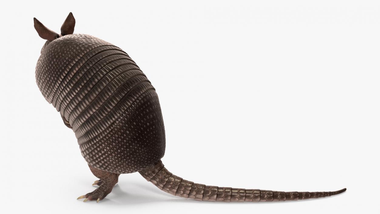 3D Armadillo Black Rigged for Maya 2 model