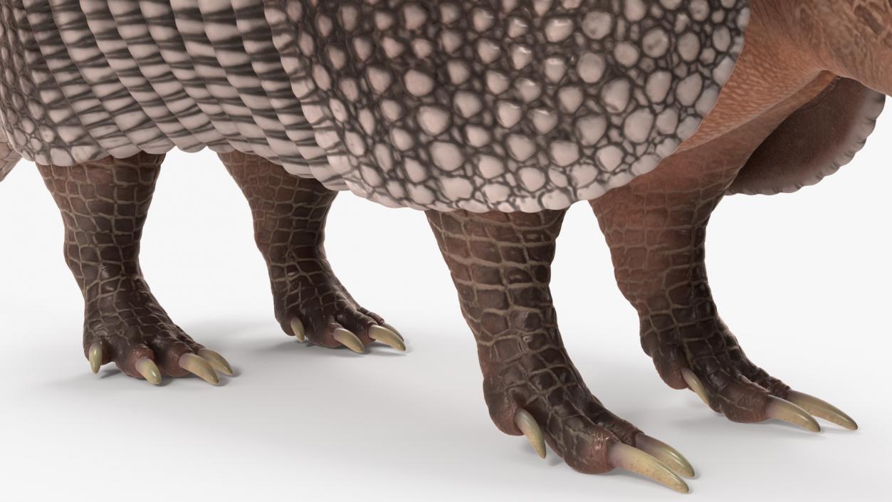 3D Armadillo Black Rigged for Maya 2 model