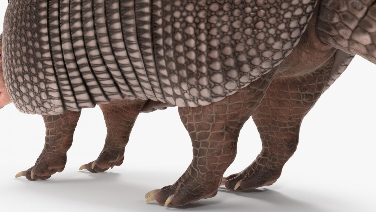 3D Armadillo Black Rigged for Maya 2 model