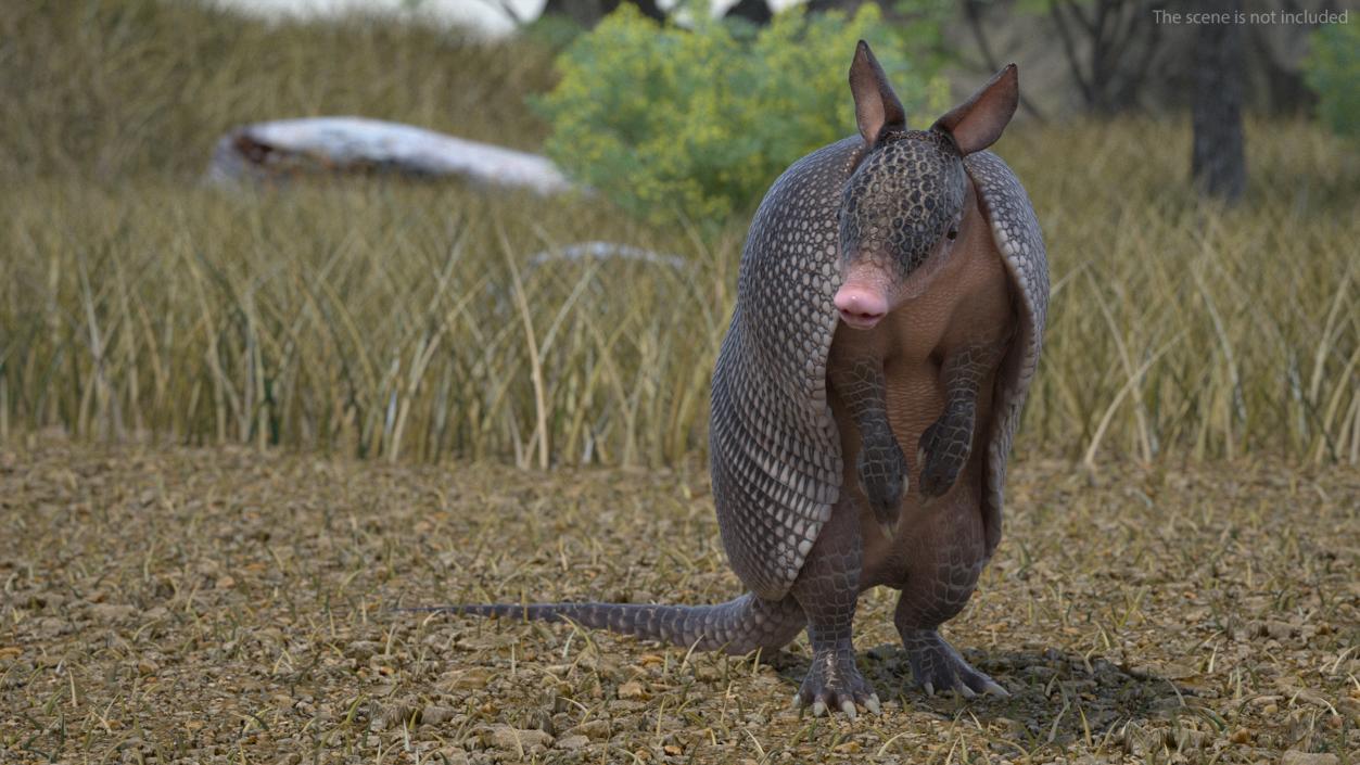 3D Armadillo Black Rigged for Maya 2 model