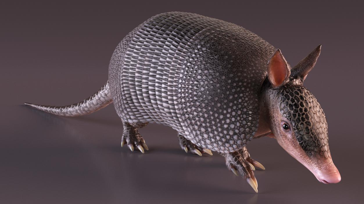 3D Armadillo Black Rigged for Maya 2 model