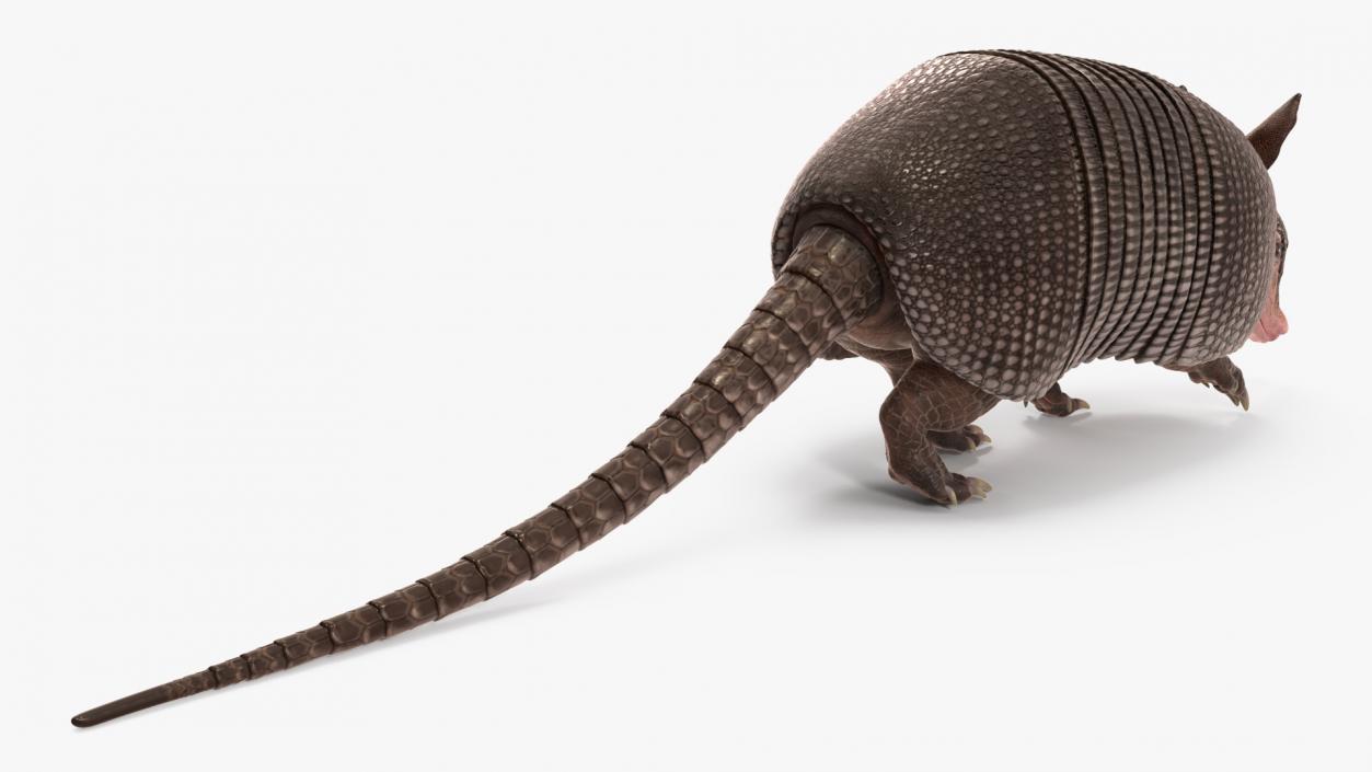 3D Armadillo Black Rigged for Maya 2 model