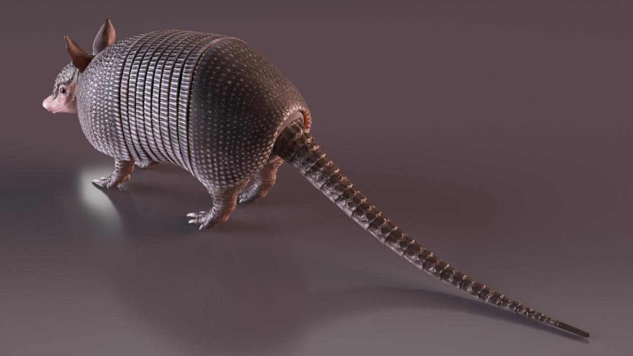 3D Armadillo Black Rigged for Maya 2 model